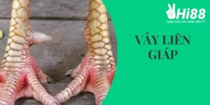 vảy liên giáp